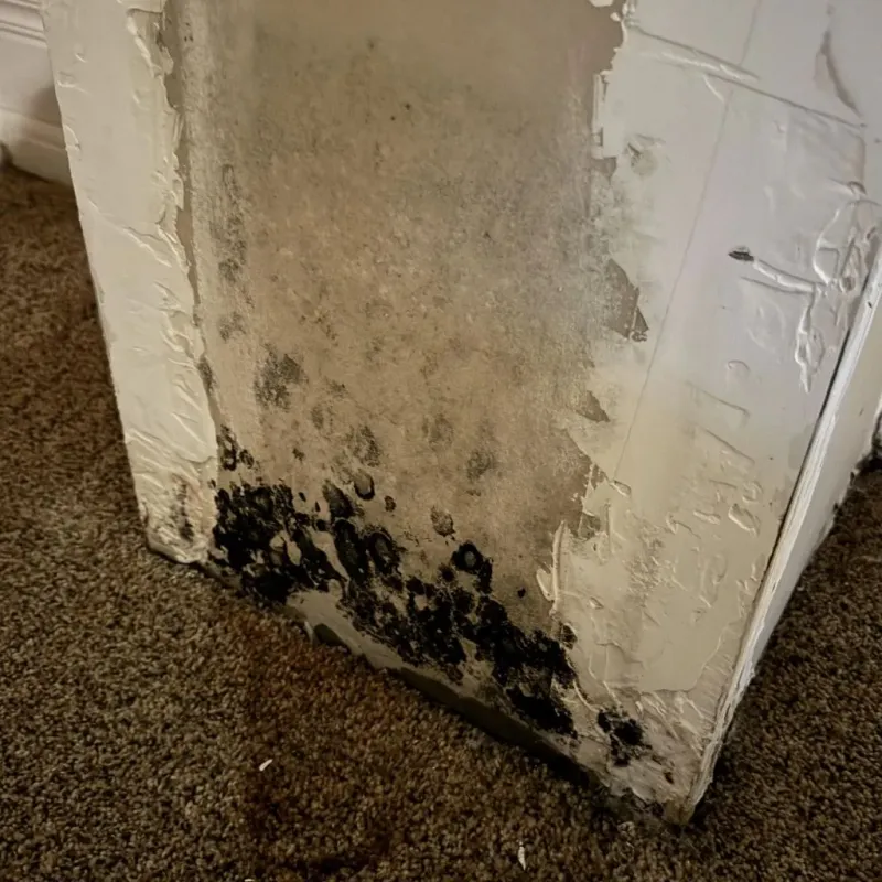 Professional Mold Removal in Fresno, CA